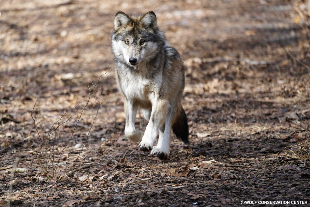 Khám Phá Https Vn88.Nexus Trang Web Cá Cược Thể Thao Đỉnh Cao Với Nhiều Ưu Đãi Hấp Dẫn