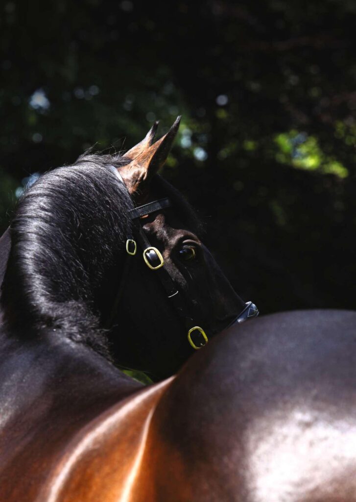 Khám Phá Mọi Điều Bạn Cần Biết Về Jav1S Truyền Thống & Hiện Đại Trong Giới Đánh Bắn